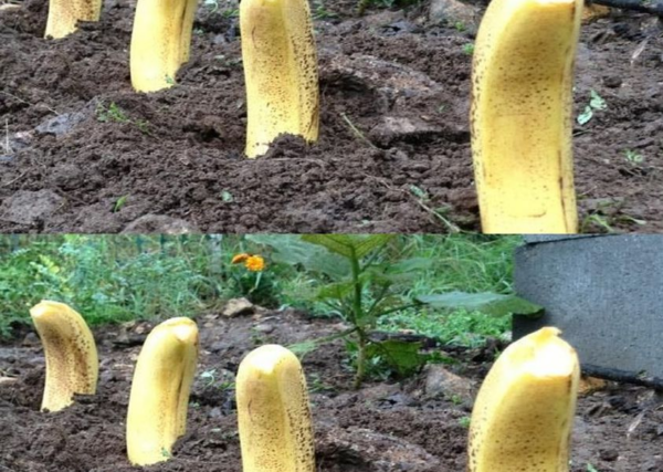 Enterre uma banana no chão – Aqui está o resultado em 7 dias