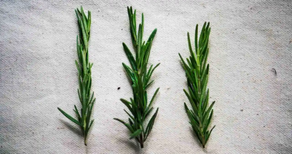 Então você pode cultivar alecrim em água com um simples raminho