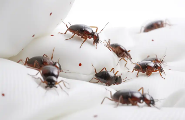 Erradicação natural de percevejos: usando fermento em pó para eliminar pragas com segurança