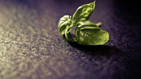 Erros a evitar ao cultivar manjericão