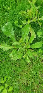 Ervas daninhas – Você pode se livrar delas e salvar seu gramado ao mesmo tempo. A técnica adequada está aqui!