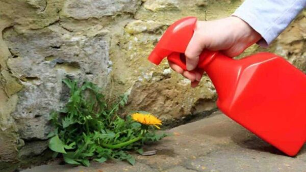 Ervas daninhas: como se livrar delas em apenas 120 segundos