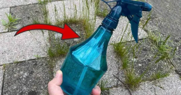 Ervas daninhas e musgo no jardim, basta borrifar para eliminá-los permanentemente