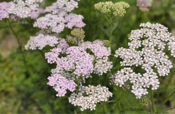 Ervas daninhas no jardim, com essas plantas não serão mais um problema