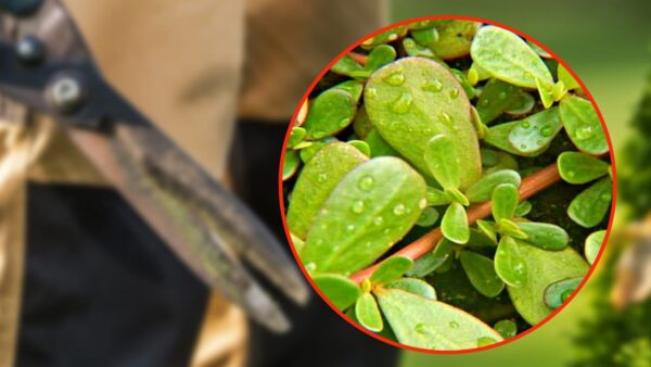 Ervas daninhas, observe isto: NÃO cometa este grande erro se você encontrá-lo | Cresce em todos os jardins