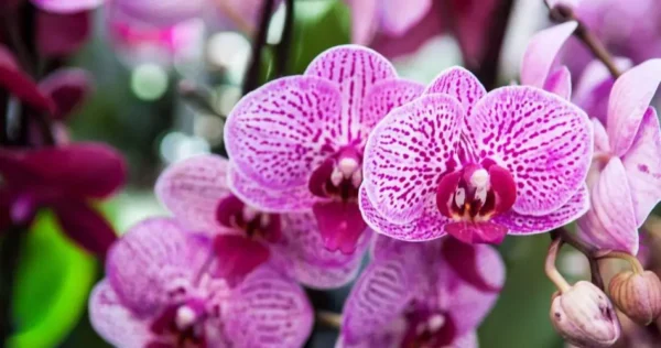 Essas plantas valem uma fortuna, é isso que as plantas são.