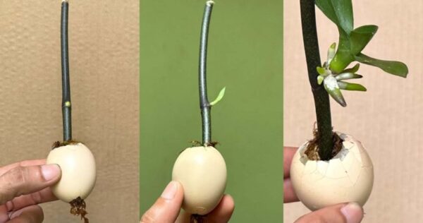 Esse truque faz com que os galhos e as mudas cresçam rapidamente: eles não param de florescer