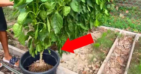 Esse truque também conquistou os viveiristas: crescimento das plantas 100% garantido