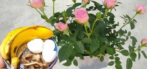 Esses ingredientes valem ouro para as plantas: nunca foram tão exuberantes.