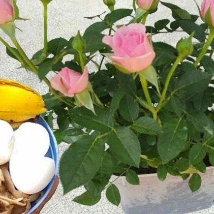 Esses ingredientes valem seu peso em ouro para as plantas: nunca foram tão exuberantes antes