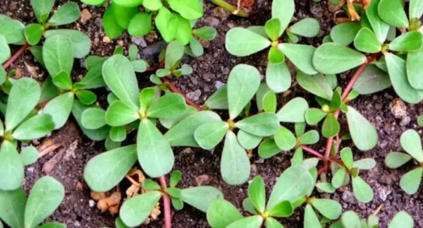 Esta é a grama “ruim” que você não deve cortar do seu quintal, nós lhe daremos os motivos