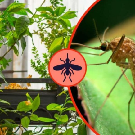 Esta erva perfumada mantém os mosquitos afastados durante todo o verão