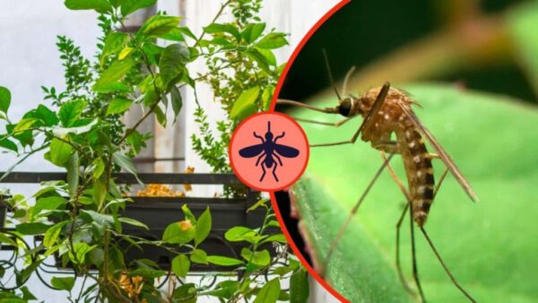 Esta erva perfumada mantém os mosquitos afastados durante todo o verão