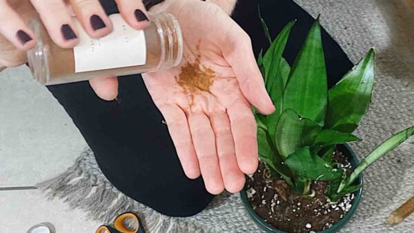 Esta especiaria fará com que qualquer flor da sua varanda ou jardim cresça exuberantemente