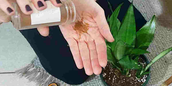 Esta especiaria permite que todas as flores da varanda ou do jardim cresçam exuberantes