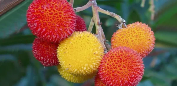 Esta fruta pouco conhecida protege o coração e retarda o envelhecimento