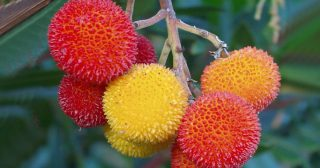 Esta fruta pouco conhecida protege o coração e retarda o envelhecimento