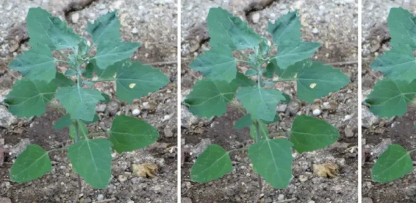 Esta planta faz desaparecer baratas e moscas