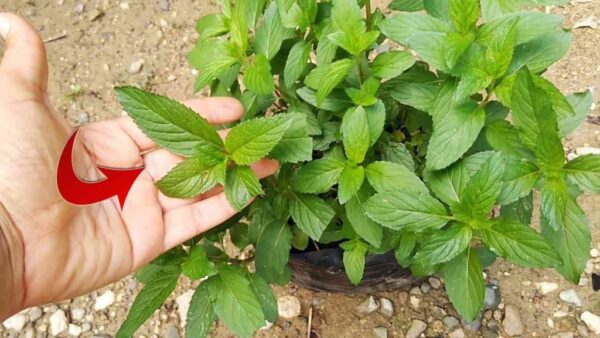 Esta planta perfumada faz baratas e moscas desaparecerem em um piscar de olhos