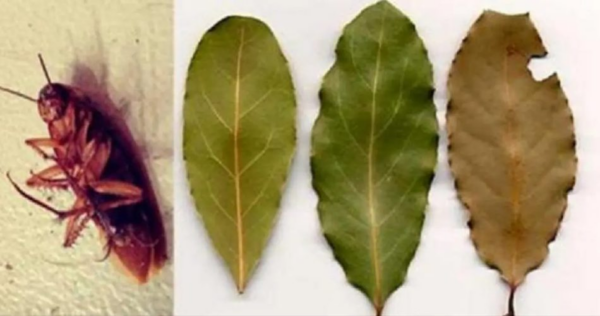 Esta planta repele as baratas da sua casa!