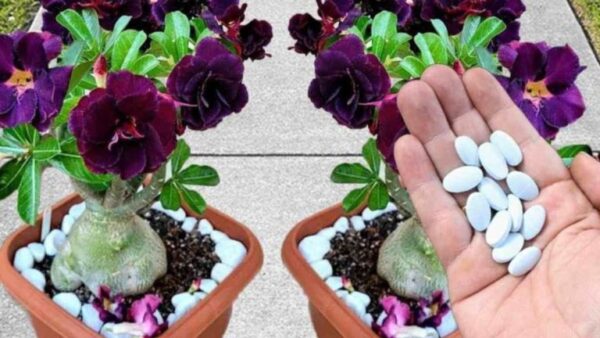 Esta pílula faz explodir muitas flores tanto no jardim quanto na varanda