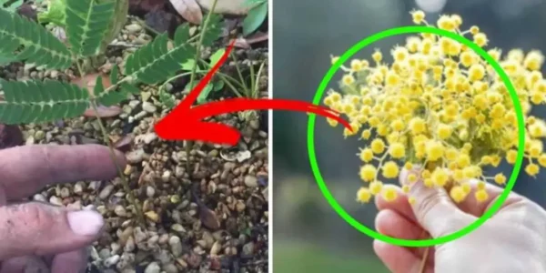 Este ano não deite fora as suas mimosas! O truque para criar uma nova muda a partir de um galho!