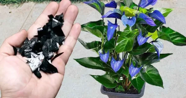 Este antigo segredo do produtor vai realmente explodir um buquê