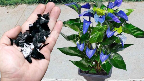 Este antigo segredo dos cultivadores vai realmente explodir um buquê de flores