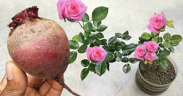 Este fertilizante natural fará com que uma avalanche de flores desabroche em qualquer planta.
