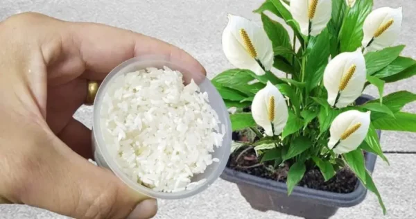 Este fertilizante natural garante que o dobro de flores cresça em seu jardim