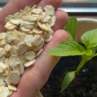 Este fertilizante orgânico será útil para todos os tipos de mudas jovens!