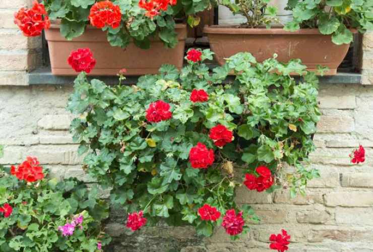 Piante fiorite Plantas de floração