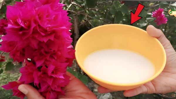 Este ingrediente é mais forte que a água, faz com que as plantas cresçam saudáveis ​​e viçosas