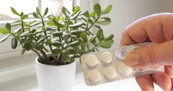 Este ingrediente é o segredo do cultivo de plantas e não custa nada