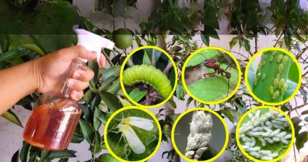 Este líquido mata todas as lagartas, insetos, formigas e moscas brancas do jardim.