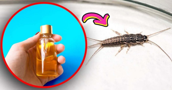 Este perfume afastará a traça de uma vez por todas e seu banheiro terá um cheiro ótimo