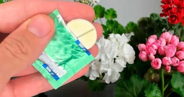 Este remédio caseiro garante um crescimento ativo e exuberante das flores