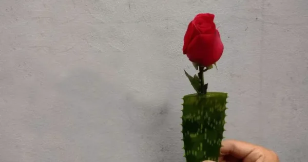 Este truque para multiplicar rosas vale seu peso em ouro: nunca vi resultados semelhantes antes