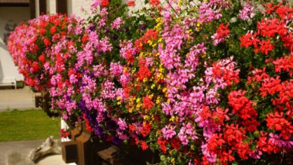 Estes 3 remédios caseiros garantem fortes flores de gerânio