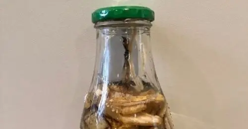 Estrume com casca de banana como adubo para a horta