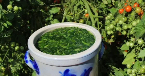 Estrume de tomate: um fertilizante natural para um jardim saudável