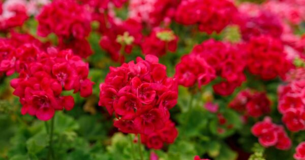 Existe um ingrediente na sua cozinha que faz as suas plantas florescerem imediatamente. Descubra connosco do que se trata!