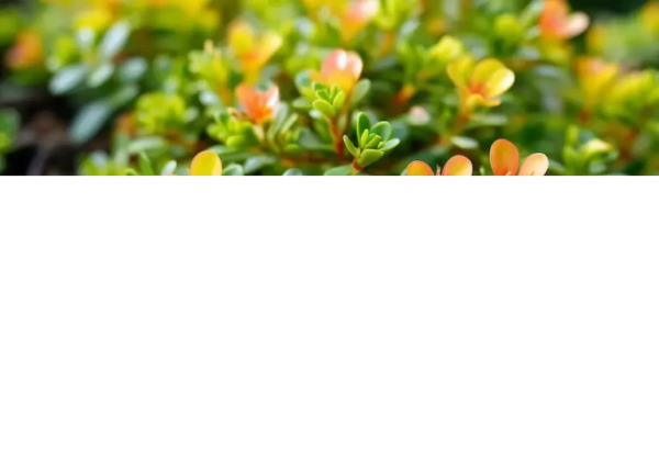 Explorando o mundo das beldroegas comestíveis: uma viagem culinária