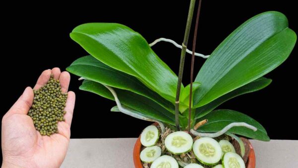 Faça este movimento e qualquer flor voltará à vida: você a verá florescer por 3 anos