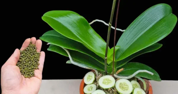 Faça este movimento e qualquer flor voltará à vida: você a verá florescer por 3 anos