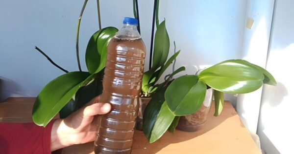 Faça isso com frequência para que todas as orquídeas floresçam abundantemente – elas duram mais