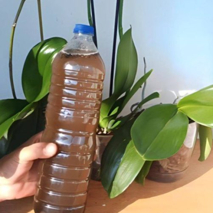 Faça isso com frequência para que todas as orquídeas floresçam abundantemente: elas durarão mais