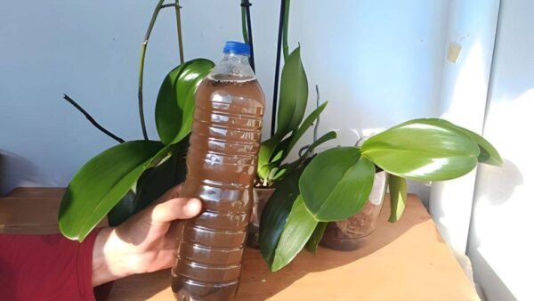 Faça isso com frequência para que todas as orquídeas floresçam profusamente: elas duram mais