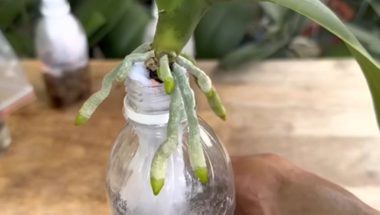 Revivendo uma orquídea sem raízes
