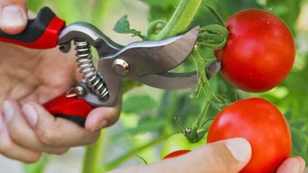 Faça isso e você produzirá tomates em abundância – até os vizinhos vão querer saber
